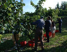 wine harvest in valpolicella
